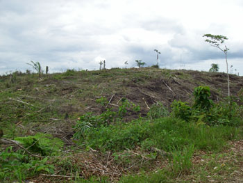 Devastated forest after logging